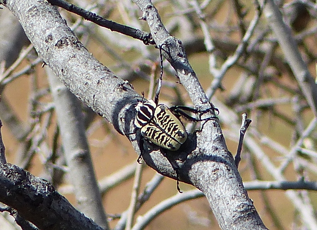 Image de Goliathus albosignatus Boheman 1857