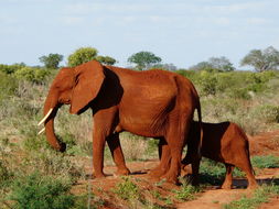 Image of African bush elephant