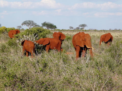 Image of African bush elephant