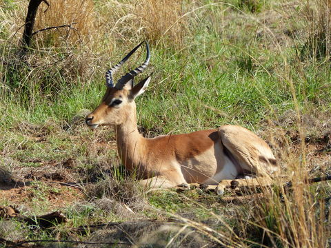 Image of Black-faced Impala