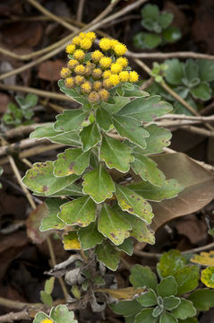 Plancia ëd Ajania pacifica (Nakai) K. Bremer & C. J. Humphries