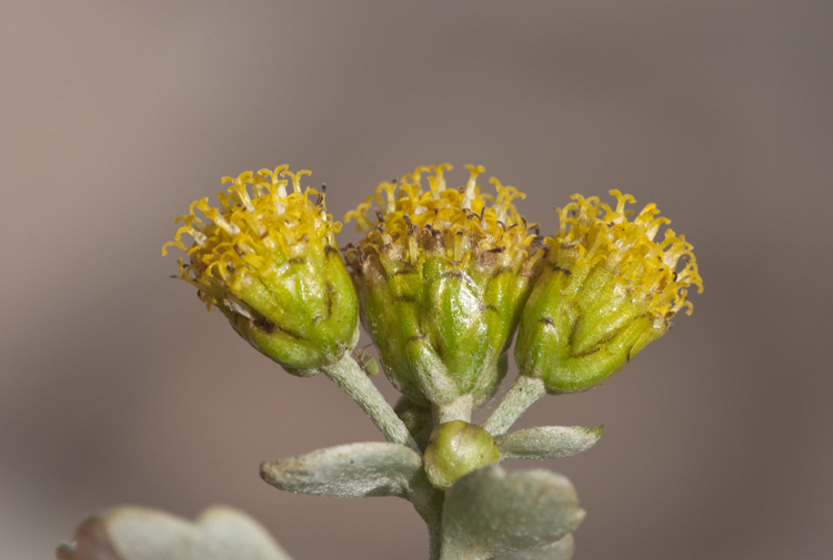 Image of Ajania pacifica (Nakai) K. Bremer & C. J. Humphries