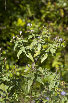 Image of Jack in the bush