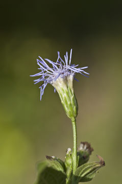 Image of Jack in the bush