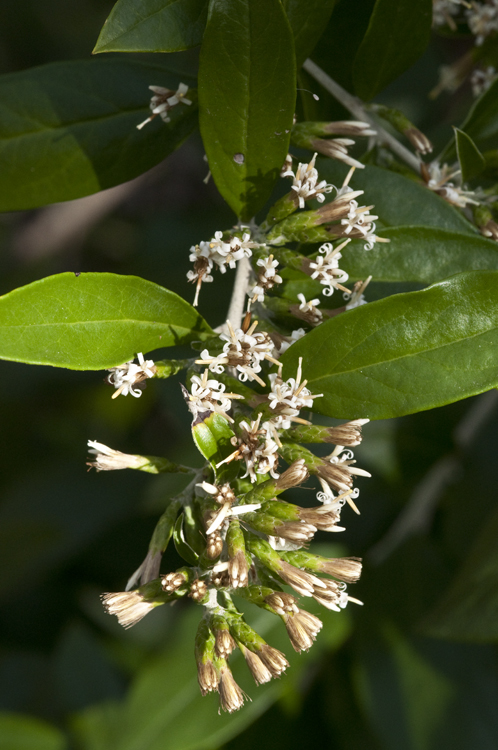 Image of <i>Gochnatia hypoleuca</i>