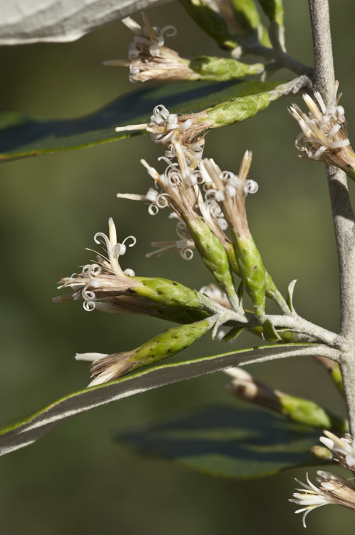 Image of <i>Gochnatia hypoleuca</i>