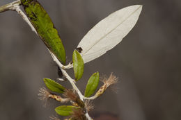 Image of <i>Gochnatia hypoleuca</i>