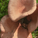 Image of Lactarius camphoratus (Bull.) Fr. 1838