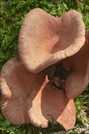 Image of Lactarius camphoratus (Bull.) Fr. 1838