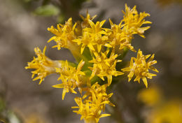 Image of littleleaf horsebrush