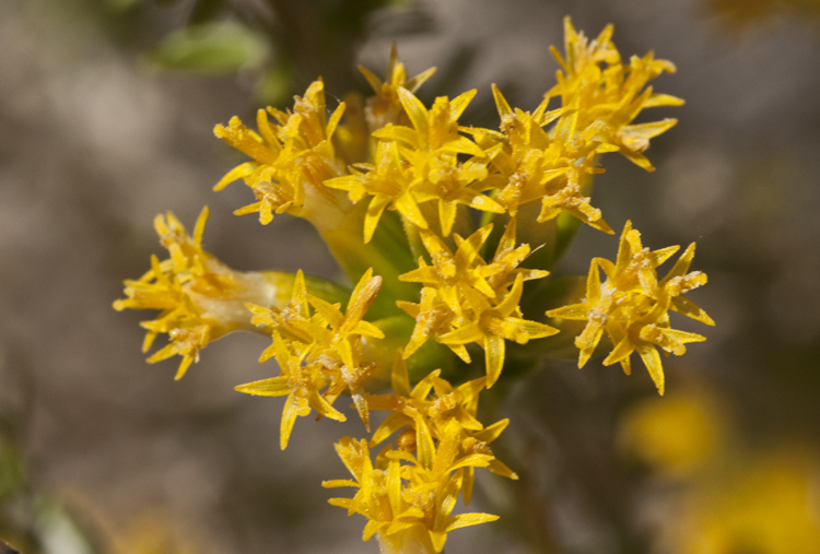 Sivun Tetradymia glabrata Torr. & A. Gray kuva