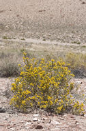 Image of littleleaf horsebrush