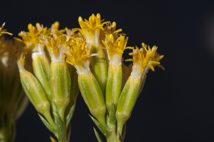 Sivun Tetradymia glabrata Torr. & A. Gray kuva