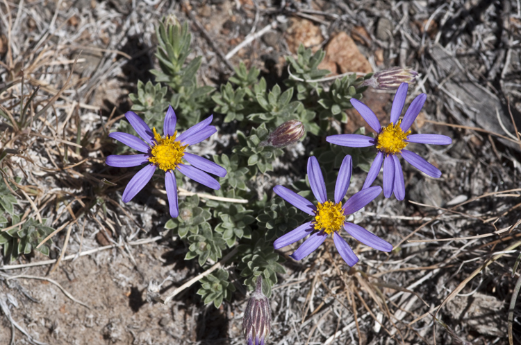 Image of Lava aster