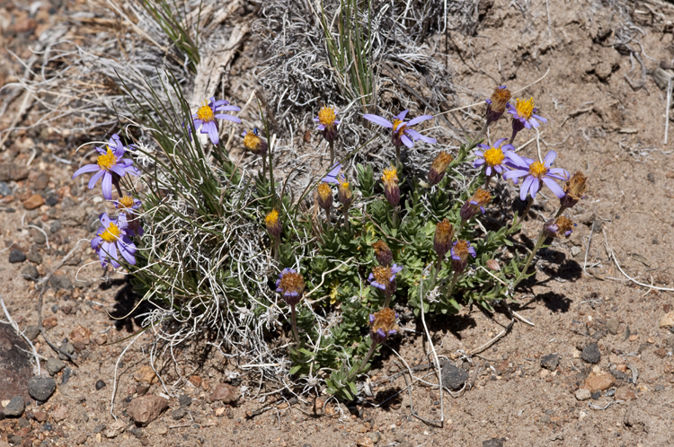 Image of Lava aster