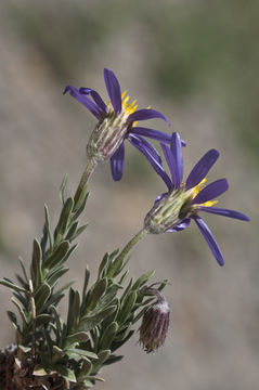 Imagem de Ionactis alpina (Nutt.) Greene