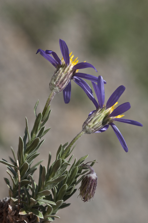 Imagem de Ionactis alpina (Nutt.) Greene