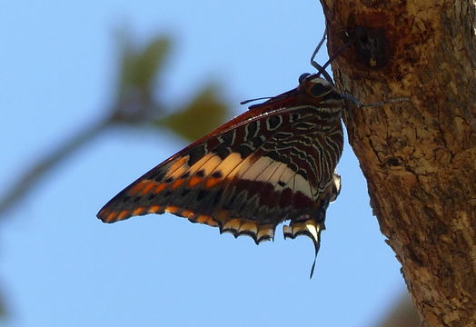 Image of Two-tailed Pasha