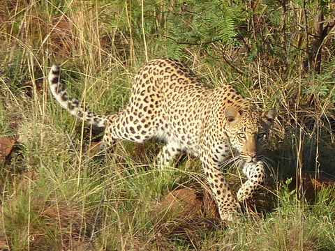 Image of Leopard