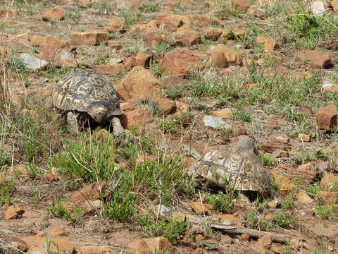 Image of Leopard Tortoise