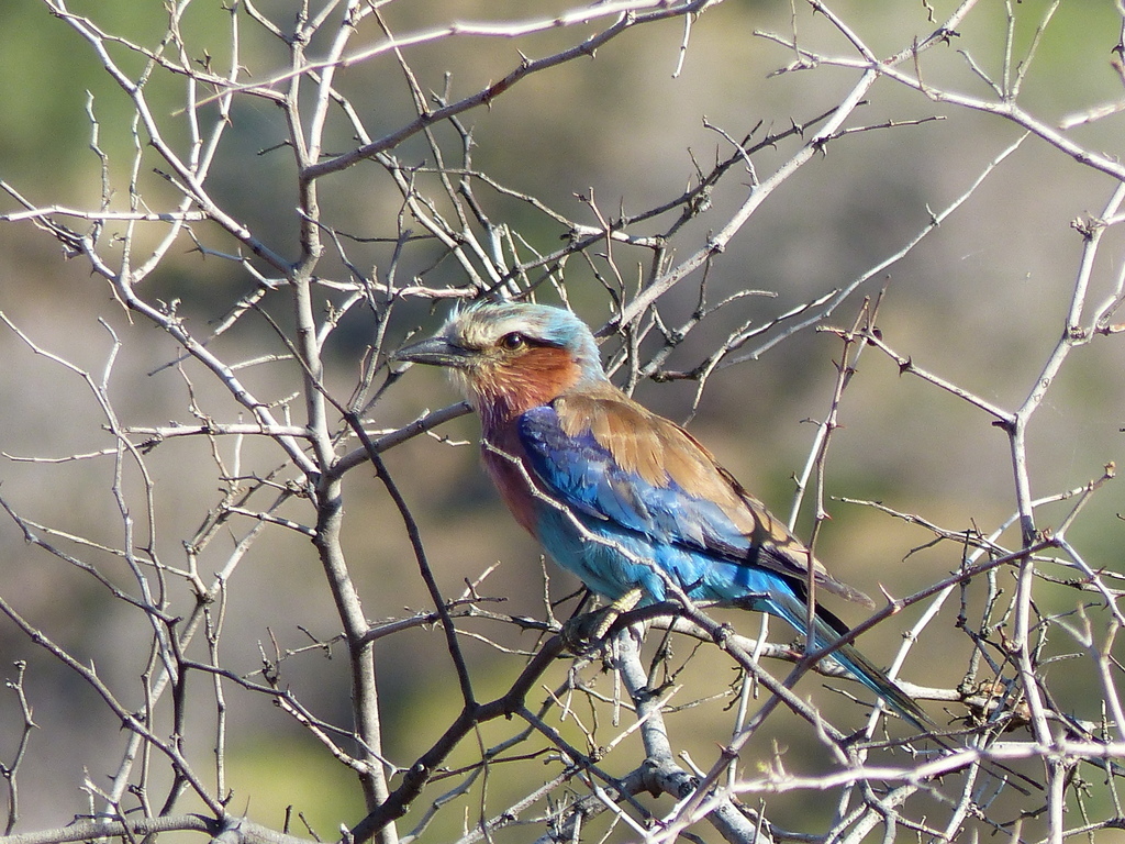 Image of Lilac-breasted Roller
