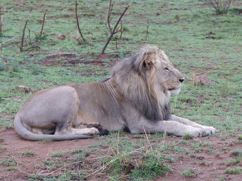 Image of African Lion