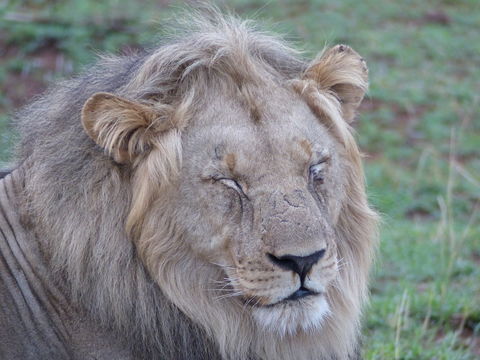 Image of African Lion