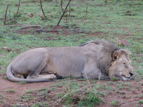 Image of African Lion