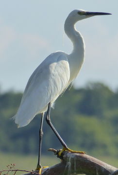 Image of Little Egret