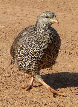 Image of Natal Francolin