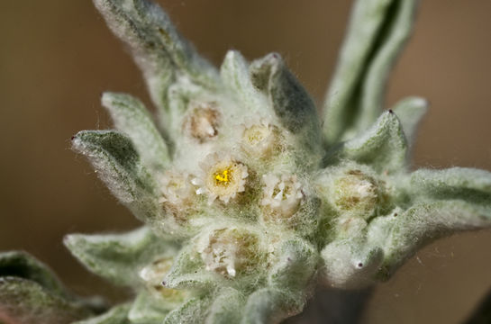 Image of western marsh cudweed