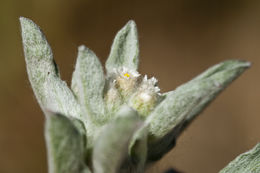 Image of western marsh cudweed