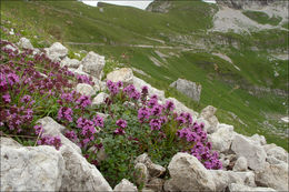 Image of <i>Thymus pulegioides</i> ssp. <i>carniolicus</i>