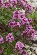 Image of <i>Thymus pulegioides</i> ssp. <i>carniolicus</i>