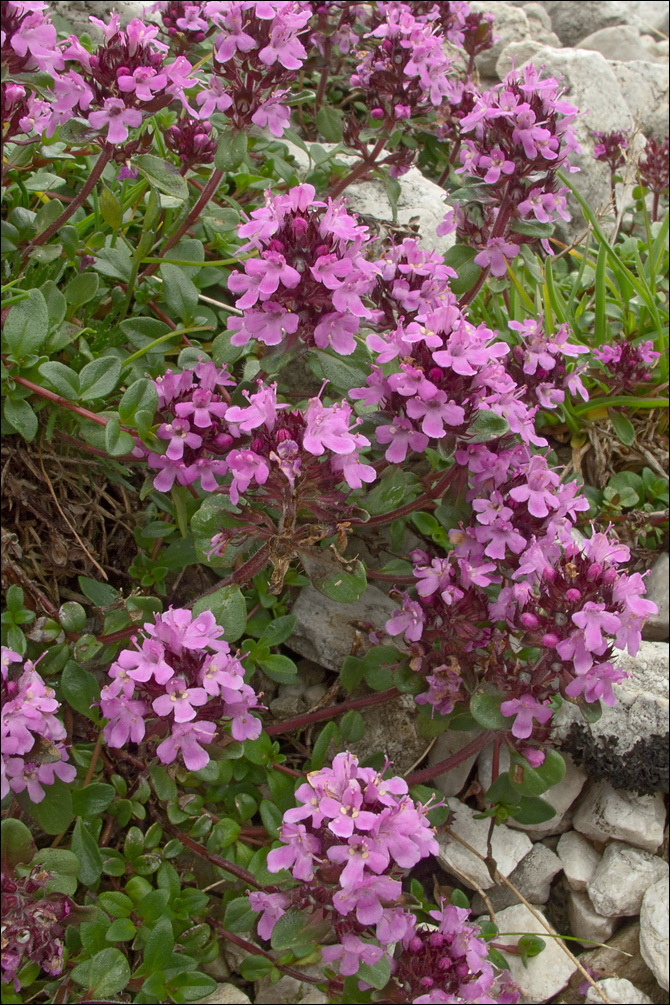 Image of <i>Thymus pulegioides</i> ssp. <i>carniolicus</i>