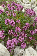 Image of <i>Thymus pulegioides</i> ssp. <i>carniolicus</i>