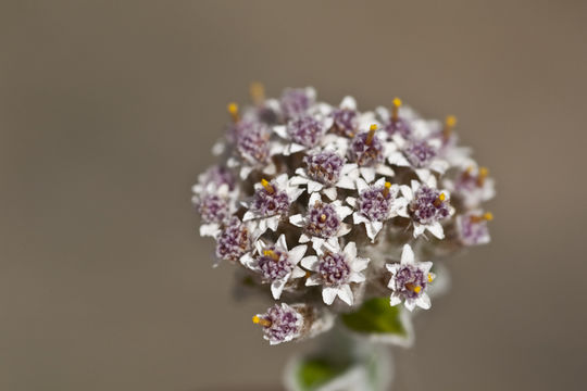 Image of Petite-Licorice