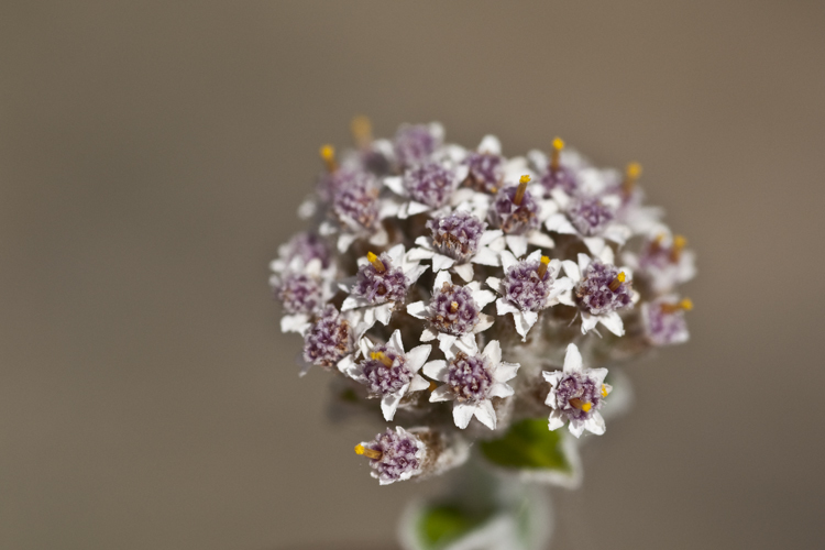 Слика од Plecostachys serpyllifolia (Berg.) O. M. Hilliard & B. L. Burtt