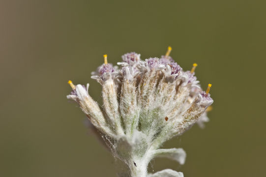 Plecostachys serpyllifolia (Berg.) O. M. Hilliard & B. L. Burtt的圖片