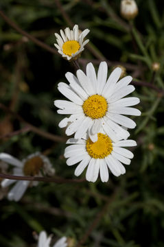 Plancia ëd Argyranthemum foeniculaceum (Willd.) Webb ex Sch. Bip.