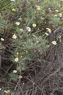 Image of Canary island marguerite