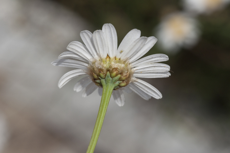 Image of Canary island marguerite