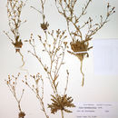 Image de Aliciella hutchinsifolia (Rydb.) J. M. Porter