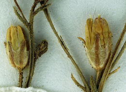 Image of desert pale gilia