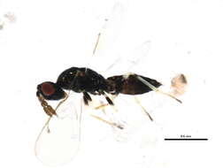 Image of Diglyphus