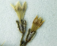 Image of <i>Aliciella monoensis</i>