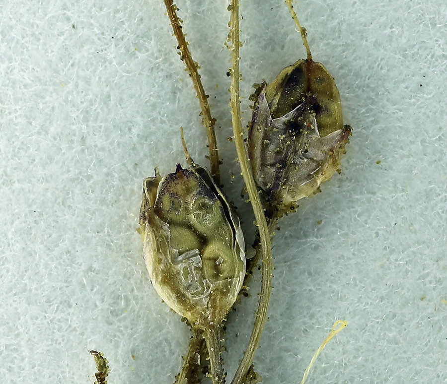 Image of <i>Aliciella monoensis</i>