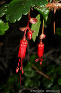 Image of fuchsiaflower gooseberry