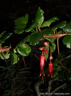 Image of fuchsiaflower gooseberry