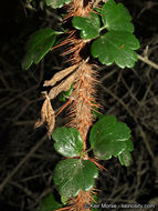 Image of fuchsiaflower gooseberry